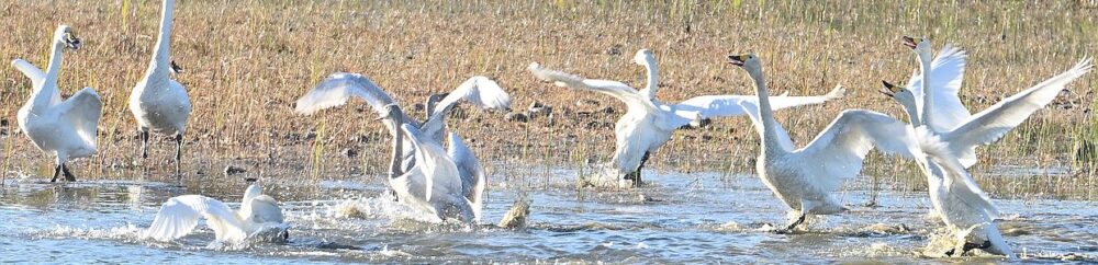 撮り鳥トップバナー